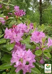 Саджанець Agro-Market Рододендрон катевбінський Боурзалт (Rhododendron Catawbiense Boursault) вазон Р13 (181753) - мініатюра 2