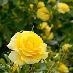 Троянда дрібноквіткова (спрей) Agro-Market Shanni саджанець класу АА+ вищий сорт 1 шт. в упаковці (37229)