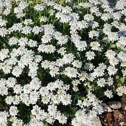 Саджанець Agro-Market Іберіс Snowflake (вічнозелений мереживний килим у вашому саду) (114867) 1 шт. в упаковці