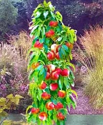 Саджанець Agro-Market Нектарин Колоноподібний Лола (Lola) 1 шт. в упаковці (101942)