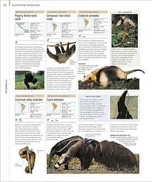 Animal. The Definitive Visual Guide - мініатюра 2