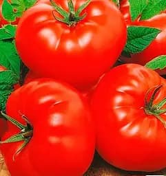 Насіння Весна на вагу Томат Толстушка ціна за 1 г (178419)