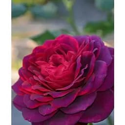 Роза в контейнере чайно-гибридная "Grafin Diana" (садник класса АА+) (185751) 1 саженец