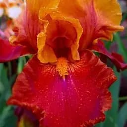 Ирис бородатый крупноцветковый "Fit the Bill" 1 шт (41116)