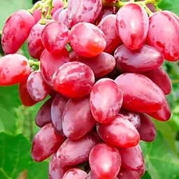 Саджанець Agro-Market Виноград Дубовський Червоний (солодкий великий, гігантська ягода) 1 шт. в пакуванні (51074)