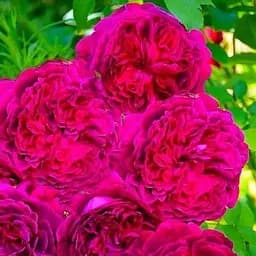 Роза английская Agro-Market ярко-розовая Агат Agate саженец класса АА+ премиальный ароматный сорт 1 шт. в упаковке (48104)