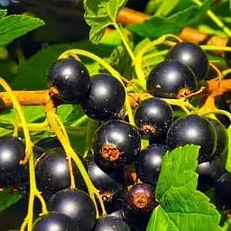 Саженец Agro-Market Смородина черная Голубка (ранний срок созревания) 1 шт. в упаковке (36533)