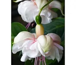 Саджанець Agro-Market Фуксія кущова Jollies La Grande Avignon (контейнер № 10 висота 5-10 см) (52285) 1 шт. в упаковці