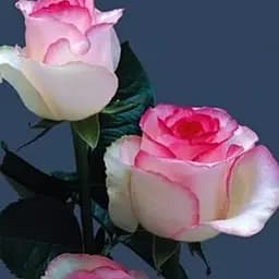 Троянда чайно-гібридна Agro-Market Дольче Віта саджанець класу АА+ вищий сорт 1 шт. в упаковці (21013)