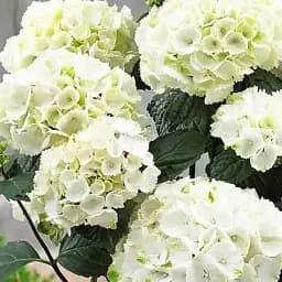 Гортензия Agro-Market Bright White крупнолистная белая 1 саженец в упаковке (44818)