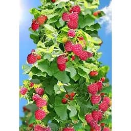 Саджанець Agro-Market Малинове дерево Здоровань 1 шт. в упаковці (15838)