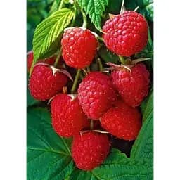 Саджанець Agro-Market Малина Полька ремонтантна (Polka) (середній термін дозрівання) 2 шт. в упаковці (17667)