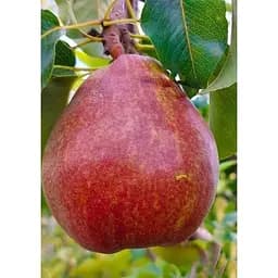 Саджанець Agro-Market Груша Світ Сенсейшн (зимовий сорт, середній термін дозрівання) 1 шт. в упаковці (184656)