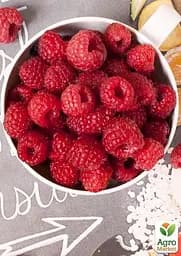 Саджанець Agro-Market Малина Либідь 2 шт. в пакуванні (44766) - мініатюра 2