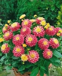 Клубень Agro-Market Георгина Gallery Rembrandt 1 шт. в упаковке (23574)