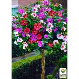 Саджанець Agro-Market Гібіскус сирійський деревовидний суміш Tricolor (48567) 3 шт. в упаковці - мініатюра 2