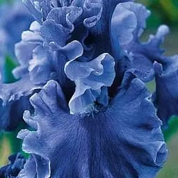 Ирис бородатый крупноцветковый "Honky Tonk Blues" (181072) 1 шт