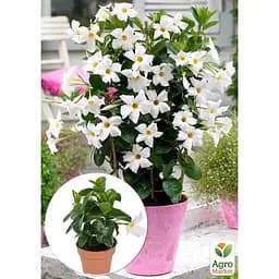 Саджанець Agro-Market Дипладенія (Mandevilla) Snow White (квітуча ліана) (184317) 1 шт. - мініатюра 2