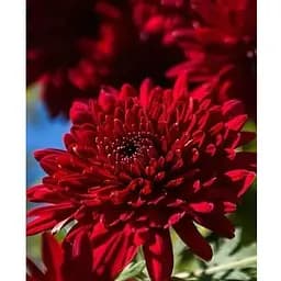 Хризантема Садова "Avalon Red" (висота 30-50см) (101669) 1 саженец