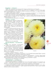 Айстри. Біологічні особливості. Вирощування. Використання. Сорти - мініатюра 4