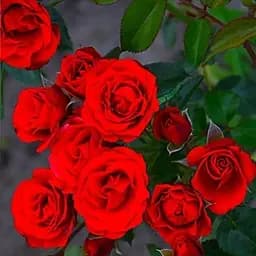 Троянда дрібноквіткова (спрей) Agro-Market Ред Хард саджанець класу АА+ вищий сорт 1 шт. в упаковці (36220)