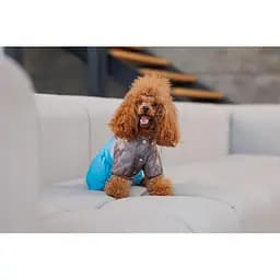 Комбінезон Pet Fashion Сharlie М для собак - мініатюра 5