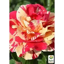 Троянда плетиста Agro-Market Vanille Fraise саджанець класу АА+ вищий сорт 1 шт. в упаковці (181456) - мініатюра 2