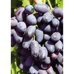 Саджанець Agro-Market Виноград Пам'яті Негруля (середньо-пізній термін дозрівання, морозостійкість до -25⁰С) 1 шт. в упаковці (20049)