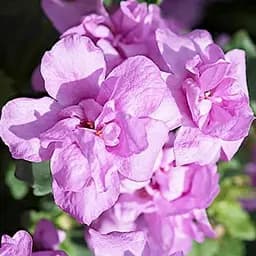 Бакопа Махрова Ампельна "Scopia Double Pink" (184164) 1 саженец