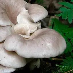 Міцелій на дубових брусочках "Глива Флоріди" 10шт (45249)