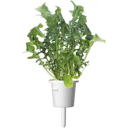 Змінний картридж Click & Grow Smart Garden Рукола, 3 капсули (8769)