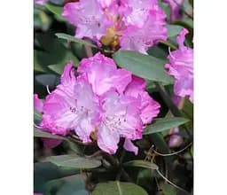Саджанець Agro-Market Рододендрон гібридний 'Blurettia' (Блюреттія) (177738) 1 шт. в упаковці