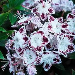 Кальмия latifolia "Magic Star" (186708) 1 саженец