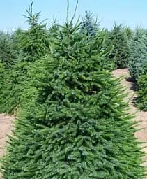 Саджанець Agro-Market Ялина звичайна європейська (Pícea ábies) (вiд 125 до 150 см) 1 шт. в упаковці (180153)