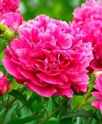 Саженец Agro-Market Пион травянистый Cherry Hill 1 шт. в упаковке (40725)