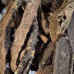 100 г бадан толстолистный/монгольський чай корень сушеный - свежий урожай