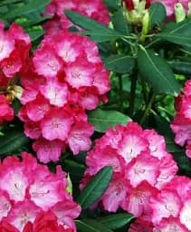 Рододендрон Agro-Market Fantastica рожевий 1 саджанець в упаковці (45482) - мініатюра 3