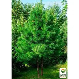 Саджанець Agro-Market Сосна Кедрова Pínus sibírica (цінний висококалорійний горіх) (176346) - мініатюра 2