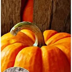 Семена Весна на развес Тыква Медовый пирог цена за 10 г (49052)