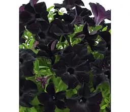 Саджанець Agro-Market Петунія Supertunia Nerolina (контейнер №10 висота 10-15 см) (49129) 1 шт. в упаковці