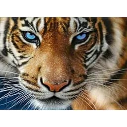 Алмазна мозаїка Тигр 40*50 см картини за номерами зі стразами на підрамнику повна викладка