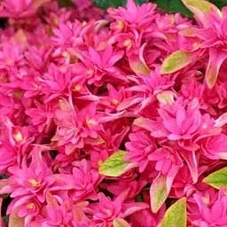 Саженец Agro-Market Гортензия крупнолистая Perfection (серия You & Me) 1 саженец в упаковке (50747)