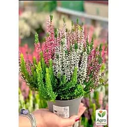 Саджанець Agro-Market Верес вічнозелений мікс сортів (179895) 1 шт. в упаковці - мініатюра 2