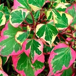 Хауттюйния "Chameleon" (187120) 1 саженец