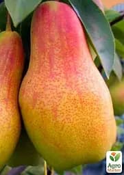 Груша Agro-Market "Талгарська красуня" вкорінена в контейнері (саджанець 2 роки) (156415) 1 саджанець в упаковці - мініатюра 3