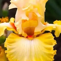 Ірис бородатий великоквітковий "Dance Til Dawn" (175854) 1 шт