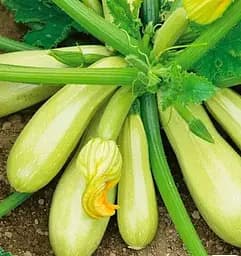 Насіння Весна на вагу Кабачок Аскольд ціна за 8 г (177665)