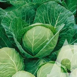 Капуста белокочанная Садиба Ранини F1, 20 шт.