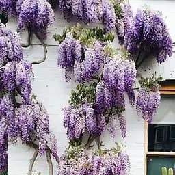 Саджанець Agro-Market Гліцинія бузкова Модний дім (45201)