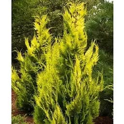 Купрессоципарис Лейланда Gold Rider (C2 высота 30-50см) (189168) 1 саженец